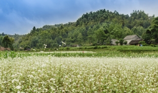 Mùa hè xinh tươi nơi phương Bắc