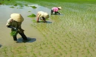 Đất chuyên trồng lúa nước được NSNN hỗ trợ 1 triệu đồng/ha/năm