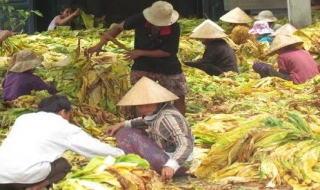 Châu Thành: Năng suất cây thuốc lá vàng giảm do sâu bệnh
