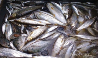 Cá suối bản tôi