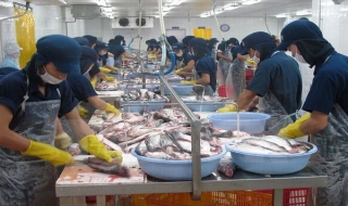 Toạ đàm về xuất khẩu bền vững cá da trơn của Việt Nam vào EU