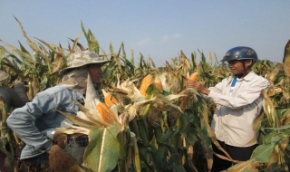 Bến Cầu: Nông dân trúng mùa bắp