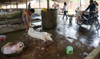 Khó quản các lò giết mổ gia súc