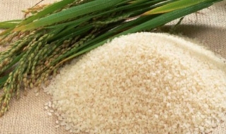 Gạo nhựa Trung Quốc đã có mặt tại Việt Nam hay chưa?