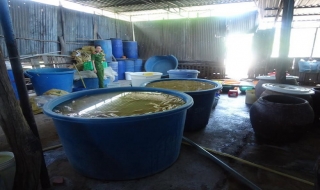 Làm trắng măng tươi bằng chất tẩy rửa công nghiệp