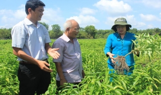 Kiểm tra việc đầu tư sản xuất của 3 doanh nghiệp ở huyện Dương Minh Châu