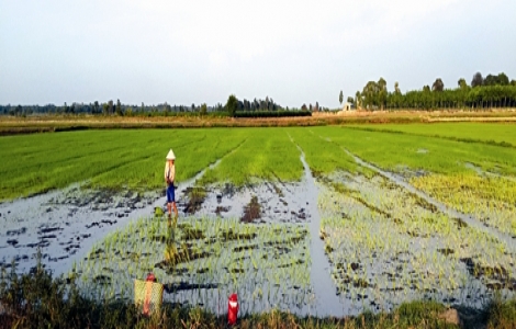 Bẫy giăng khắp đồng