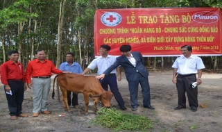 Hội Chữ thập đỏ huyện Dương Minh Châu: Trao bò sinh sản cho hộ nghèo