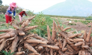Nông dân luôn bị thiệt