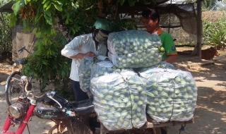 Khi nông dân “làm thuê” trên đất của mình