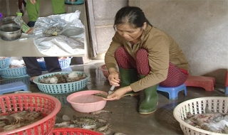 Tôm chết đổi màu thành tươi sống sau khi bơm tạp chất