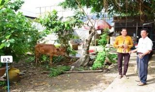 Tân Châu: Trao bò sinh sản cho các gia đình nghèo
