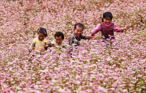 Lễ hội Hoa tam giác mạch Hà Giang năm 2015