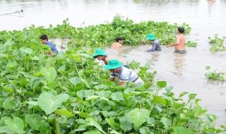 Bến Cầu: Tháo dỡ cọc chà, đẩy đuổi lục bình trên sông Vàm Cỏ Đông