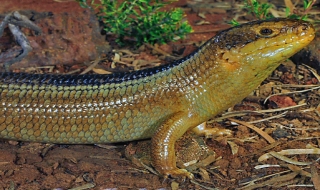 Hai loài bò sát cản trở dự án than 12 tỷ USD ở Australia