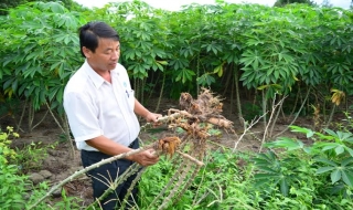 Tân Châu: Gần 1.000 ha mì bị thối củ và cháy lá vi khuẩn