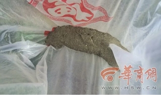 Cả trăm người Trung Quốc đổ xô ra đường để 'nhặt vàng'