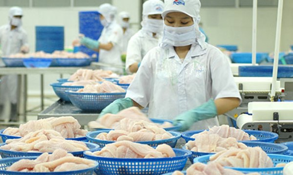 ca-tra-phi-le-viet-nam-bi-ap-thue-chong-ban-pha-gia-tai-my-FVMN-1.jpg ca-tra-phi-le-viet-nam-bi-ap-thue-chong-ban-pha-gia-tai-my-FVMN-1.jpg