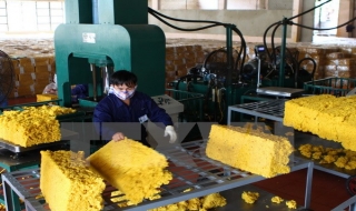 Việt Nam đẩy mạnh hợp tác với Hội đồng Cao su quốc tế ba bên