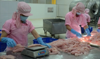 Nghịch lý trong quy hoạch, nuôi, chế biến thuỷ sản xuất khẩu