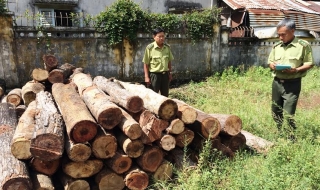 Tây Ninh: Điều tra vụ khai thác trái phép rừng trồng tại khu rừng VH-LS Chàng Riệc