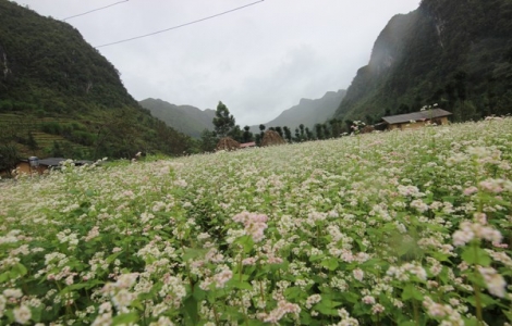 Các hoạt động diễn ra trong Lễ hội Hoa tam giác mạch tỉnh Hà Giang năm 2015