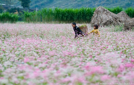 Hà Giang tổ chức festival hoa Tam giác mạch