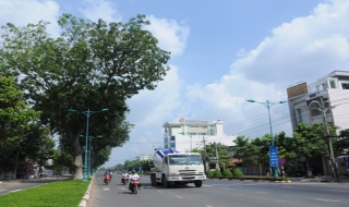 Triển khai phương án lấy ý kiến quyết định “số phận” của hàng cây xà cừ