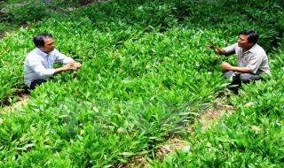 Phát động Tết trồng cây nhân dịp Xuân Bính Thân 2016