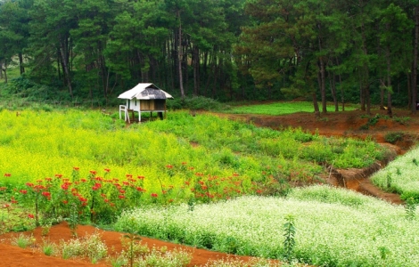 Vẻ đẹp mùa đông Mộc Châu