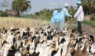 Bộ Nông nghiệp chỉ đạo ngăn chặn virus A/H7N9 xâm nhập vào Việt Nam