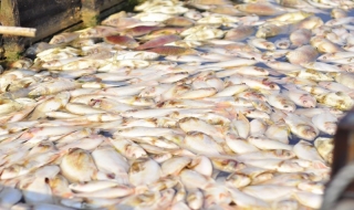 Nguyên nhân 200 tấn cá chết kín sông Đồng Nai