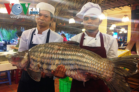 hai con ca "khung" nang hon 250 kg tu campuchia ve tp hcm hinh 1