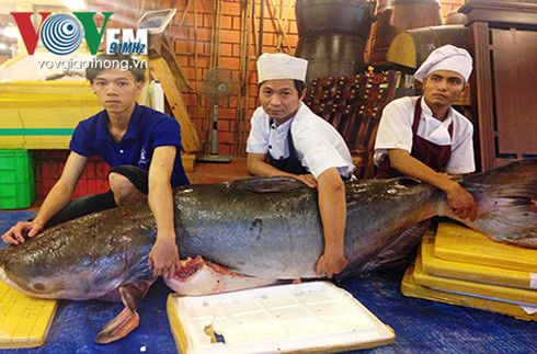 hai con ca "khung" nang hon 250 kg tu campuchia ve tp hcm hinh 0