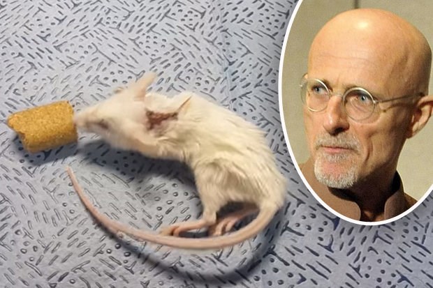 mouseheadtransplant488919.jpg