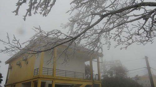 Băng giá phủ dày trên cành cây, núi rừng khu vực núi Phia Oắc (Cao Bằng) - Ảnh: Trần Trang