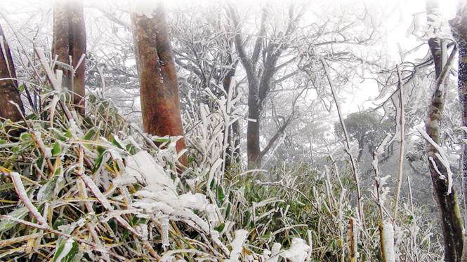 Băng giá phủ dày trên cành cây, núi rừng khu vực núi Phia Oắc (Cao Bằng) - Ảnh: Trần Trang