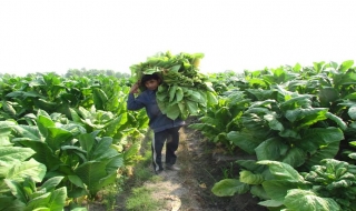 Bến Cầu: Hội thảo đầu bờ giống thuốc lá CSC07