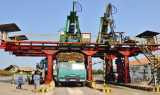 Bài 1: Người trồng mía vẫn “ngờ vực”