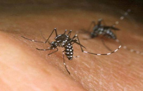 Chưa phát hiện virus Zika tại Việt Nam