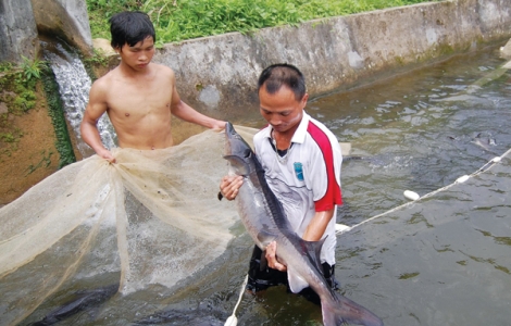 Lên Bản Khoang xem nuôi cá tầm