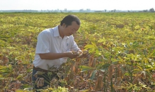 Trên 160 ha mì ở Tân Châu bị nhện đỏ tấn công