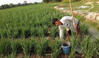 Châu Thành: Nhện đỏ tấn công khiến nông dân trồng hoa huệ lao đao