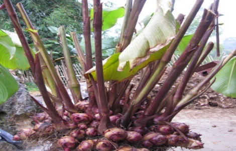 Củ riềng làm thuốc