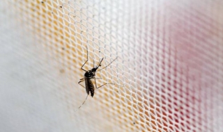 Colombia xác nhận 2 ca mắc tật đầu nhỏ đầu tiên do Zika