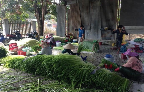 Hội Nông dân thành phố Tây Ninh phát huy tốt vai trò trong phát triển kinh tế, xã hội