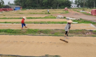 Tăng tính cạnh tranh cho sản phẩm lúa gạo
