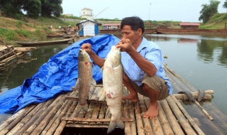 Cá tôm chết hàng loạt trên khúc sông Bưởi