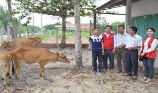 Tân Châu: Chuyển giao bò sinh sản cho hộ nghèo