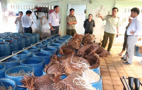 Làm giá 'siêu tốc' bằng hóa chất: Cần lên án những kẻ đầu độc đồng bào